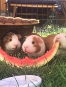 🐹 2 Meerschweinchen in liebevolle Hände abzugeben🐹🐹 in 63762