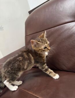 2 wundervolle Katzen - Mönchengladbach