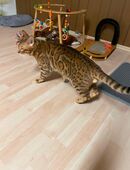 Bengal Deckkater in 90587