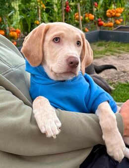 Labrador Welpen Junge Rüde weiß Champagner Düsseldorf Köln Abholbereit - Viersen