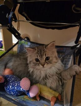 1 Mädl sucht noch ein Zuhause - Bad Birnbach