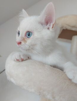 BKH mix Ragdoll Kitten - Bad Nauheim