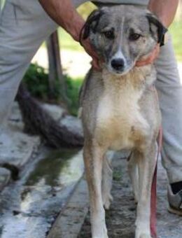 Momo - liebenswert u. sehr verschmust - Lohra