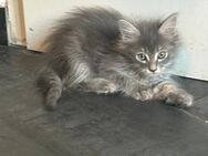 Kitten - Abgabebereit (Ragdoll-Türkisch Van Mix) - Köln