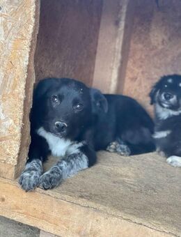 Süsser BALU sucht liebevolles Zuhause - Neuberg