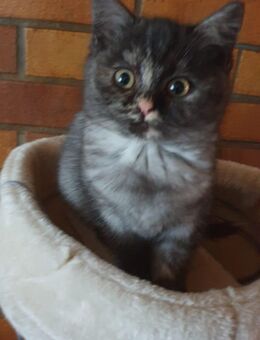 BKH Mix Kitten - Lauf (Pegnitz)