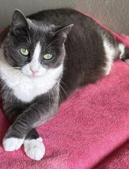 Schmusige Kathia - Bochum