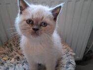 Britisch Kurzhaar Blue Point Kitten abzugeben - Sonnenstein