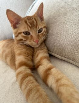 Kater sucht neues Zuhause ♥️ - Krefeld