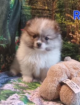 Zwergspitz Welpen - Philippsthal (Werra)