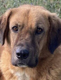 Maletto, geb. ca. 09/2018, Griechenland - Markdorf