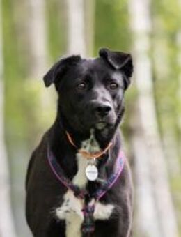 Ruhiges Zuhause für Nora gesucht - Duisburg