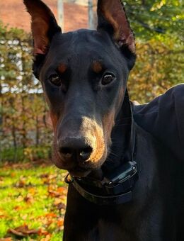 6 Monate alte Dobermann Hündin in gute Hände abzugeben - Menden (Sauerland) Zentrum