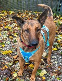 Süße Fifi sucht ihre Menschen - Weilheim (Oberbayern)