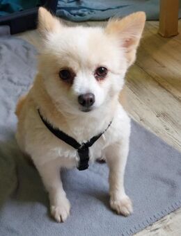 Haba zauberhafte Pomeranian sucht geduldige Familie bei der sie noch einmal ganz von vorne anfangen kann..... - Hünfelden