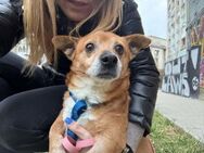 🤩Paco 🤩8-jähriger Dackelmischling - Kassel