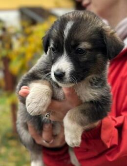NALA - zauberhaftes Welpenmädchen - Kallmünz