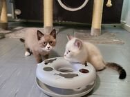 Sibirische Kitten,Neva Masquarade Babykatzen