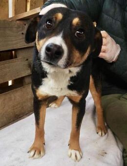 Franjo sucht warmes & liebevolles Zuhaus - Koblenz