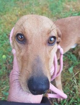 🧡Bacco - in Deutschland zur Pflege - Würzburg