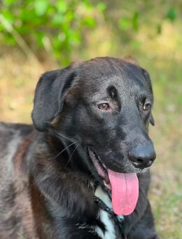 Labrador Mix Rüde sucht ländliches Traumzuhause - Berlin