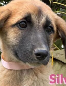 Silvia - menschenbezogen und liebevoll - Heppenheim (Bergstraße)