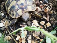 Griechische Landschildkröte mit Frühbeet und Technik - Herzogenrath