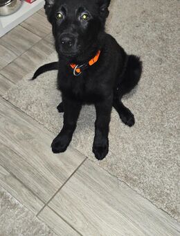 Schäferhundwelpe 12 Wochen - Gelsenkirchen Bismarck