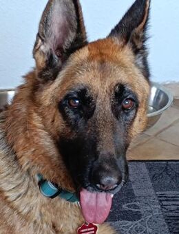 tolle Hündin sucht ihren Traumplatz - Berlin