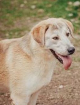 Saiwa sucht liebevolle Menschen - München