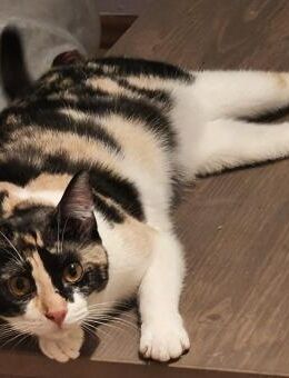 LOURES kleine Glückskätzin 🍀 - Benediktbeuern