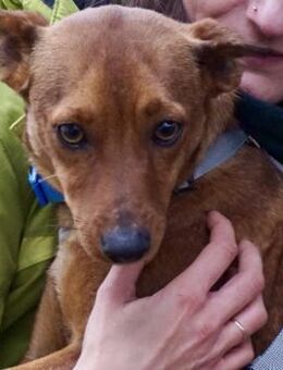 Ilia Topuria, kinderlieb, freundlich - Westerholt