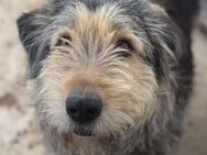 Rüde Rocky sucht liebe Menschen - Neuhausen (Fildern)