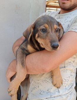 Una aus dem Eis - Steinhagen (Nordrhein-Westfalen)