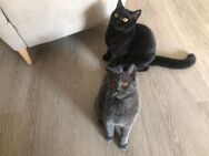 BKH Kater & Katze, 2 Jahre alt suchen ein neues zu Hause - Ahnatal