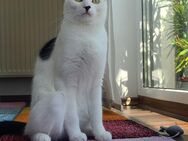 Süßes junges kleines Maine-Coon-Mix-Mädchen/Katze sucht dringend neues Zuhause!!! - Illertissen