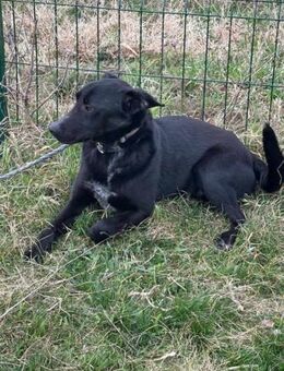 Rico wartet auf tolle Abenteuer - Nordwalde