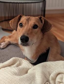 Denny,jung,freundlich,gelehrig - Wehr (Baden-Württemberg)