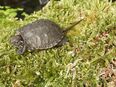 Junge europäische Sumpfschildkröten ( Emys orbicularis ) von 2023 in 38154