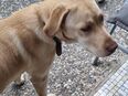 Labrador Hündin sucht neues Zuhause (16 Monate alt) in 21244