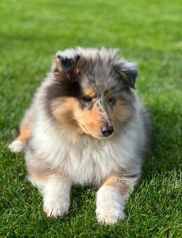 Collie Welpe, 3,5 Monate alt, sucht liebevolles Zuhause 🐾 - Dallgow-Döberitz