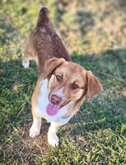 Lilly von kettenlos - Bollingstedt