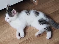 Drei Katzenbabys suchen ein neues zu Hause - Lengerich (Nordrhein-Westfalen)