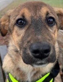 LIESCHEN - auf PS in Bayern! - Sulzbach-Laufen