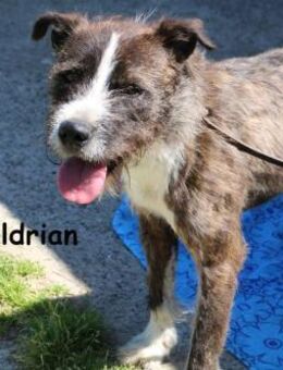 Baldrian Der coolste Bartträger ... - Kissing