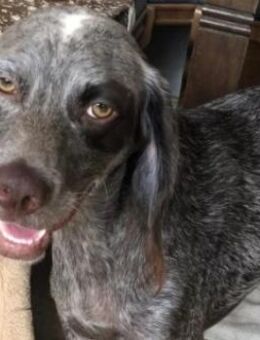 MIMI - aktive & aufgeschlossene Hündin - Kallmünz