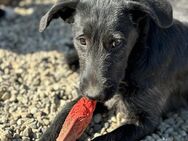 Gardi sucht eine Familie - Celle