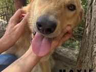 🐾❤️ MAXI, liebenswertes Hundemädchen - Eichendorf