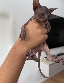 Canadian Sphynx mit Stammbaum noch zwei zum reservieren - Ulm