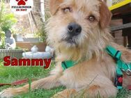 süßer Junghund Sammy sucht eine Familie - Margetshöchheim